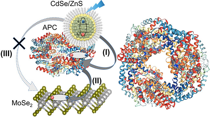 Illustration of hybrid nanostructure