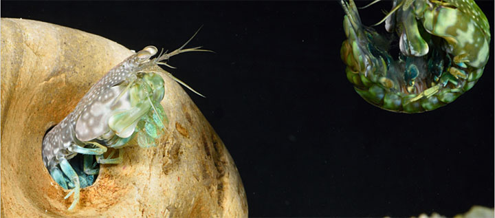 Mantis shrimp fighting, using the telson as a shield.