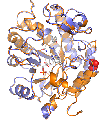 Superimposed x-ray crystal structures of GluER-T36A and GluER with the T36A mutation highlighted in