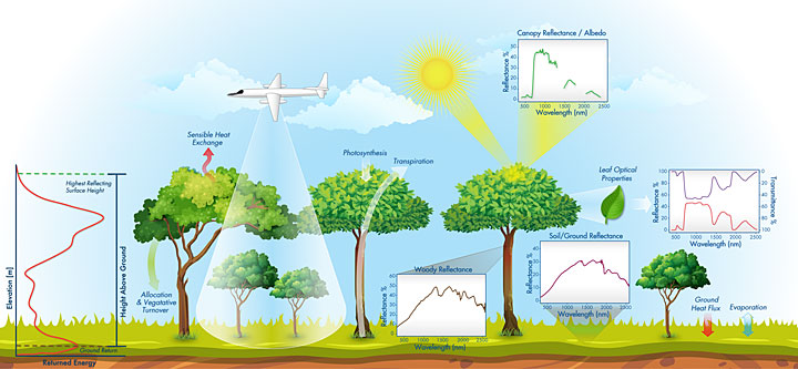 diagram on data collection on leaf and canopy