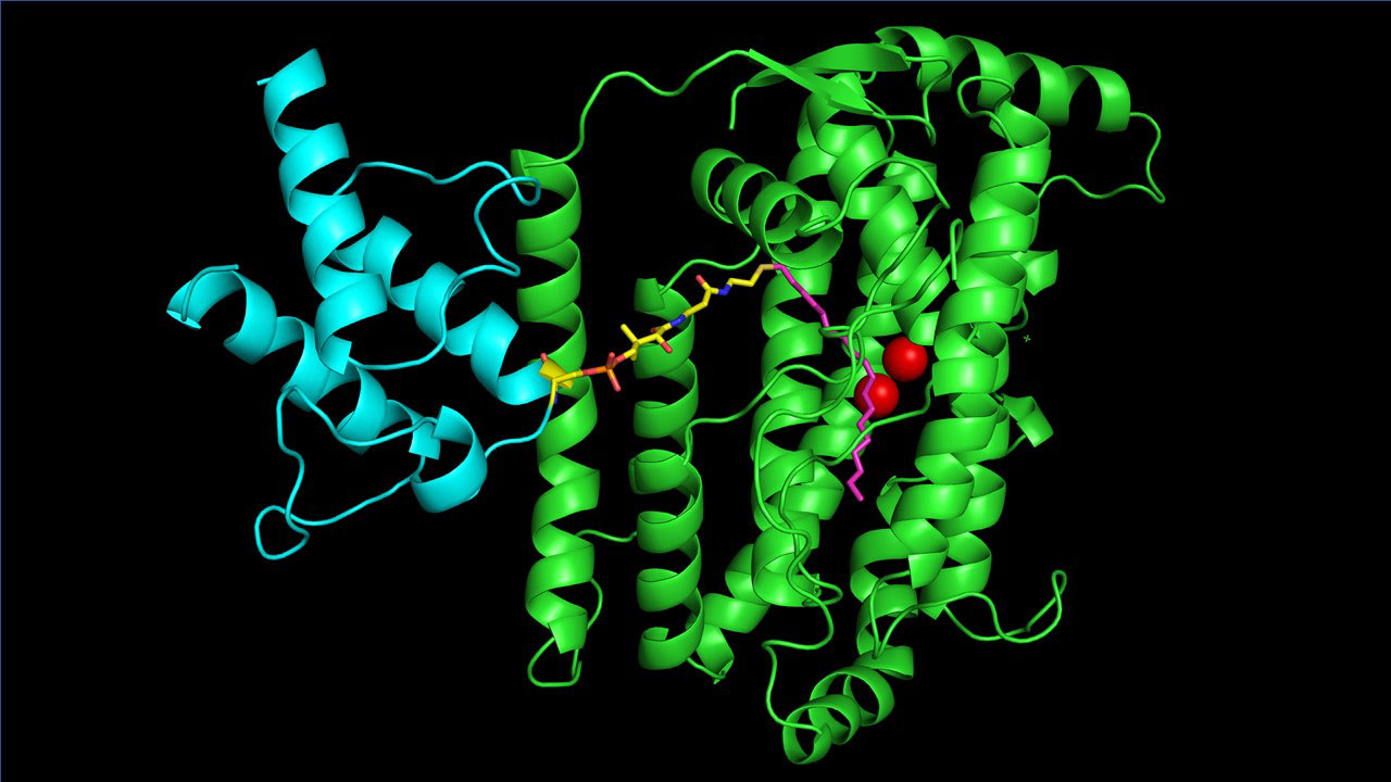 Structural image of a desaturase enzyme