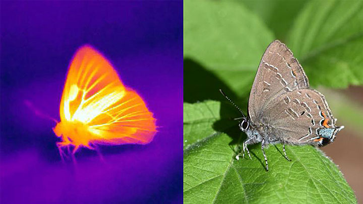 Thermal camera and visible photos of a hickory hairstreak (Satyrium caryaevorus) basking in the sun