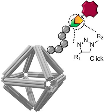 A schematic showing how "alkyne" reactive groups incorporated into peptoid sequences