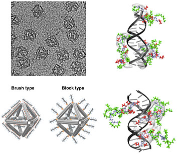 Structure of the octahedral-shaped DNA origami