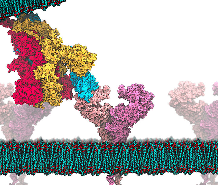 virus structure model