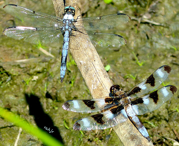 dragonflies