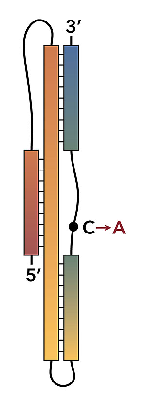 Graphic showing a stylized version of the SARS-CoV-2 programmed -1 ribosomal frameshift signal