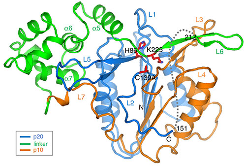 structure of MC4