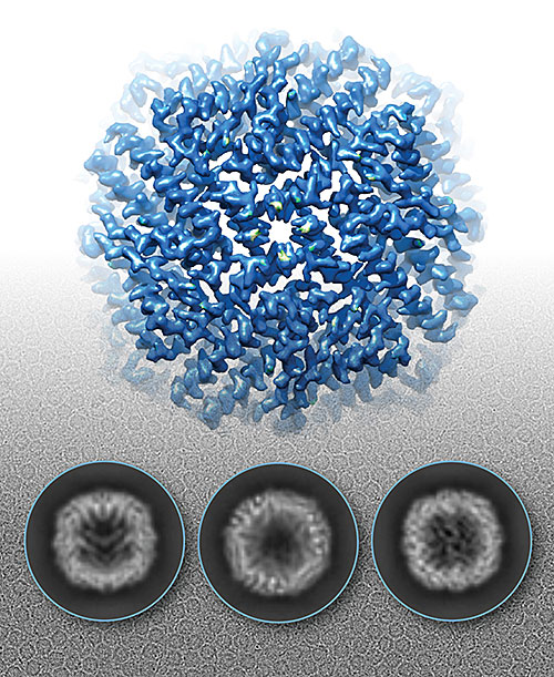 cryo-electron microscopy image
