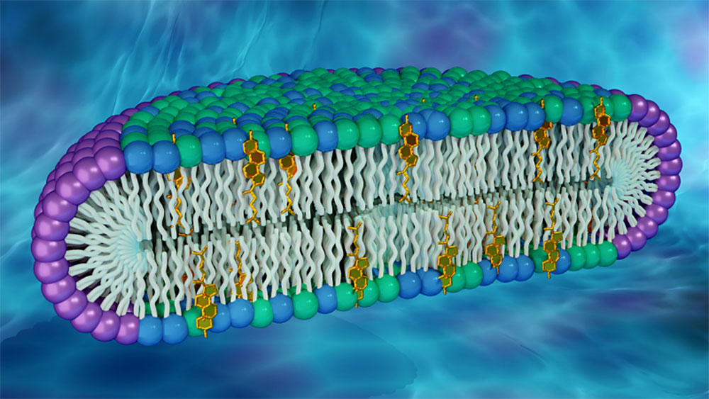cell membrane illustration
