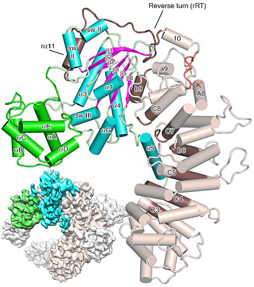 schematic based on cryo-electron microscopy data and etailed zoom in based on x-ray diffraction data