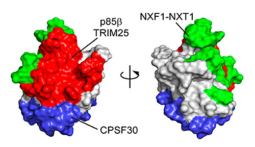 Surface representation of the NS1 protein
