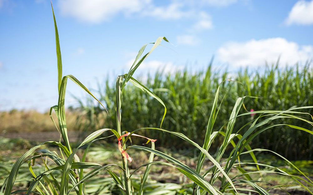 Photo of oilcane