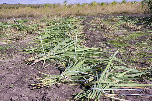 Photo of bundles of harvested oilcane