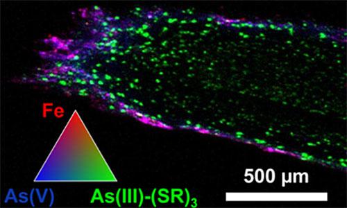 microscale x-ray fluorescence imaging