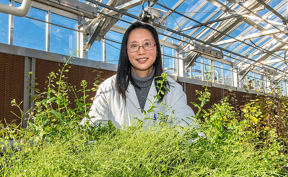 Biochemist Xiao-Hong Yu's research on specialty fatty acid production in plants got a boost from collaborating with colleagues studying an off-switch that regulates ordinary fatty acid synthesis.