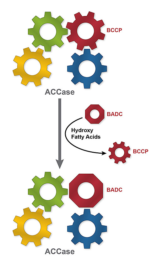 A plant enzyme called ACCase acts like a four-gear 