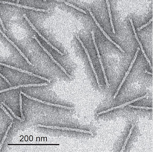 Transmission electron microscopy (TEM) image of DNA origami wires