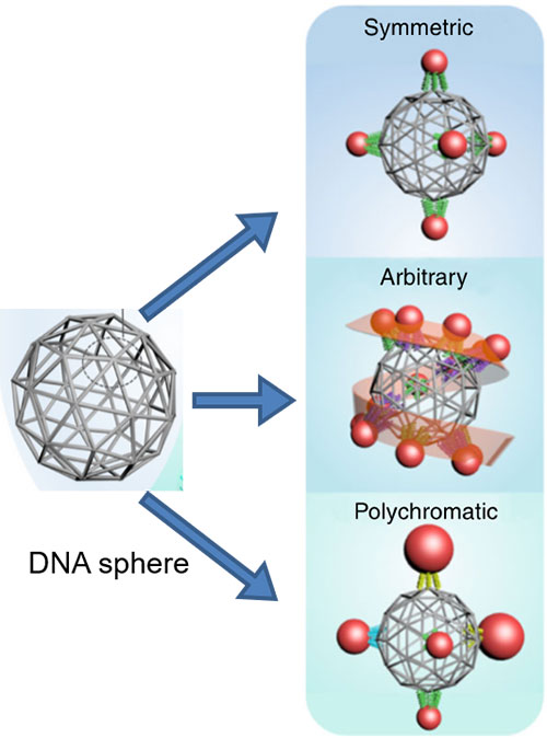Schematic of DNA spheres