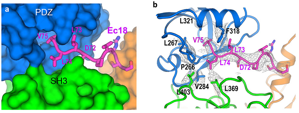 Closeup of the COVID-19 virus envelope protein