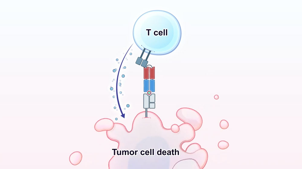 Illustration shows how the T-cell attacks the tumor cell after it was activated by the antibody