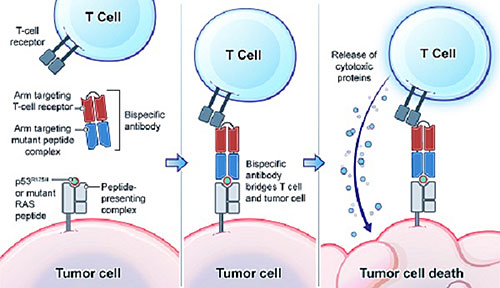 Illustration of cancer cells and immune cells destroying cancer cells