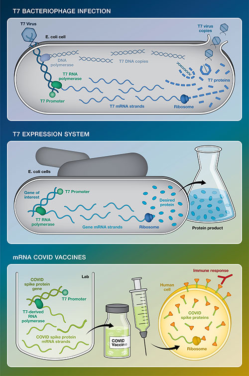 Graphic comparing T7 bacteriophage infection with the T7 expression system developed at Brookhaven L