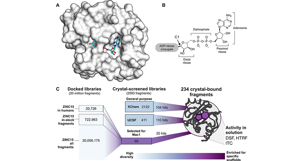 Schematics showing an overview of the fragment discovery approach for SARS-CoV-2 Nsp3 Mac1