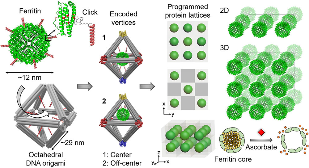 Illustration showing the approach for assembling biologically functional proteins into ordered 2-D a