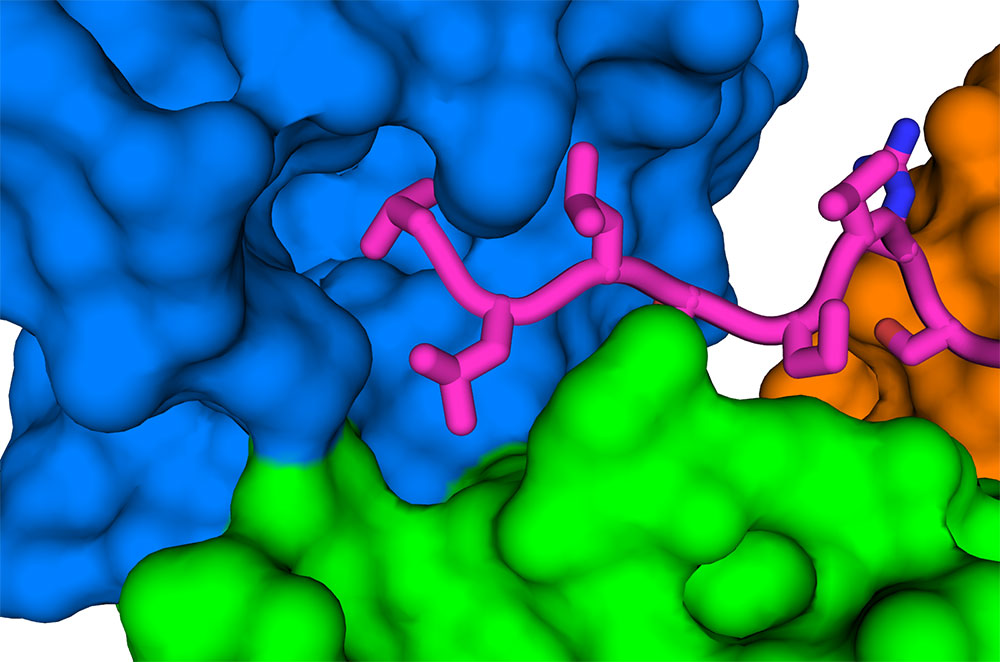 Illustration of human cell-junction protein interacting with virus