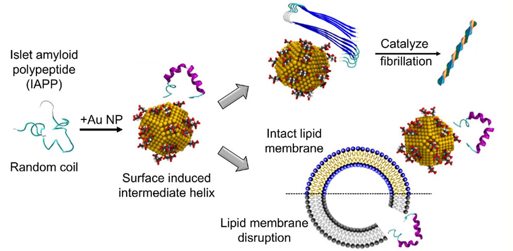 schematic showing the molecular binding of islet amyloid polypeptide