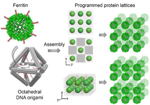 rendering of the protein lattice concept
