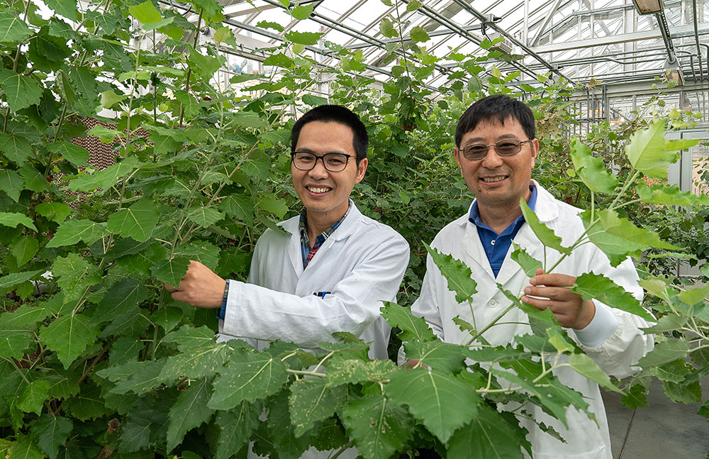 Photo of Yunjun Zhao and Chang-Jun Liu with poplar plants in the greenhouse at Brookhaven National L