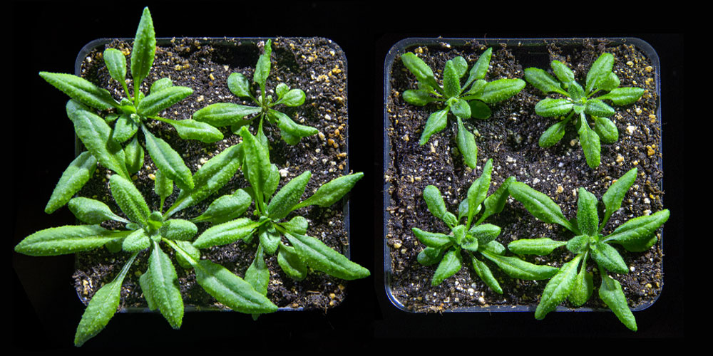 the fast-growing plant Arabidopsis
