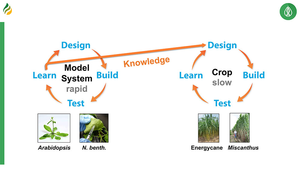 Schematic shows how research, like that conducted by Shanklin and his group, moves through the ROGUE