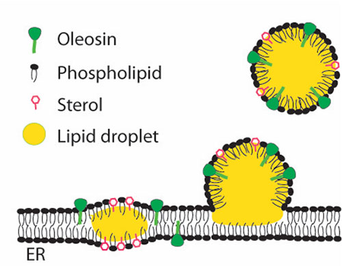 Illustration of oil droplet formation