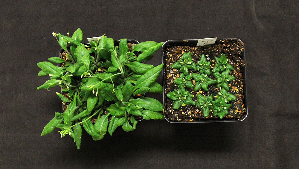 Photo of Arabidopsis plants (left) deficient in sterol (right)