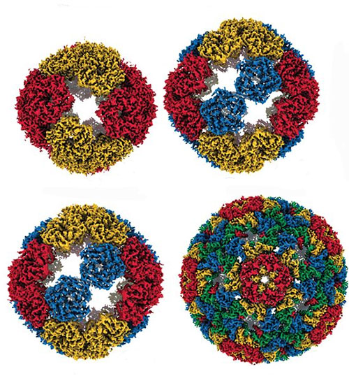 Illustration of four different evolutionary steps, differing in their numbers of mutations, in the e