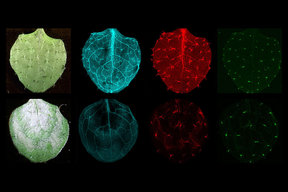 Top, a normal leaf's nutrient distribution. Bottom, distribution in a light-bleached mutant lea