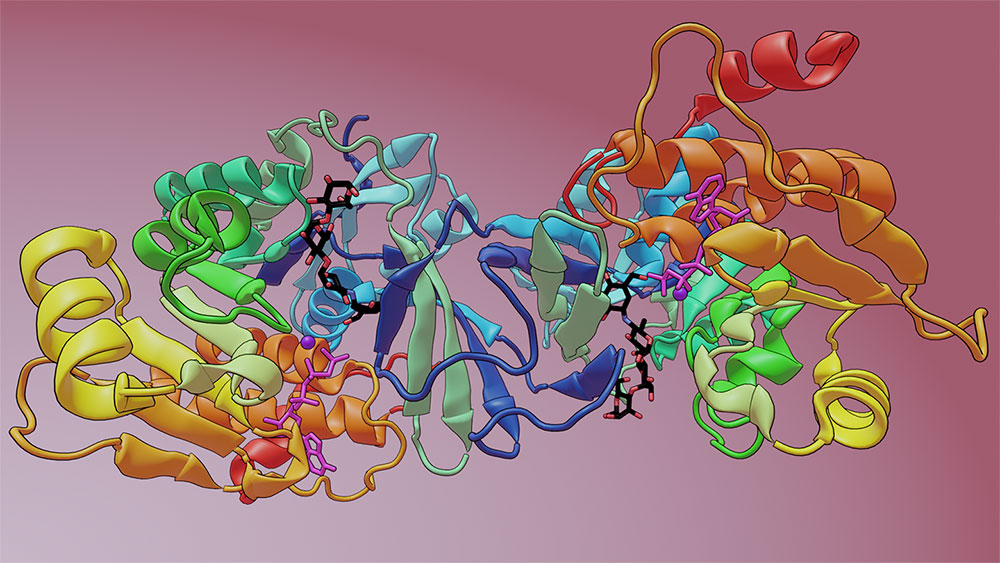 Diagram depicts the crystal structure of Mak1 bound to the drug acarbose (black, red and blue stick