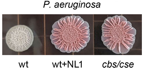 Biofilm graphic