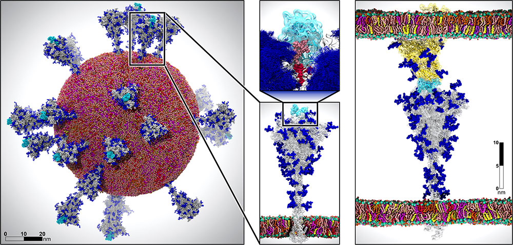 Multiscale SARS-CoV-2 model