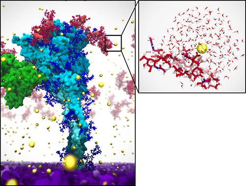 Simulation of SARS-CoV-2 delta spike protein