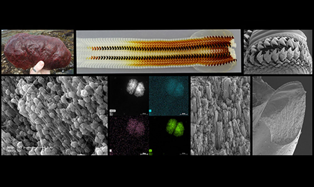 Images of the Cryptochiton stelleri and gumboot chiton ultrahard teeth