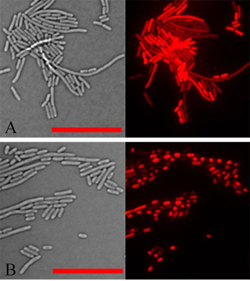 microscope images