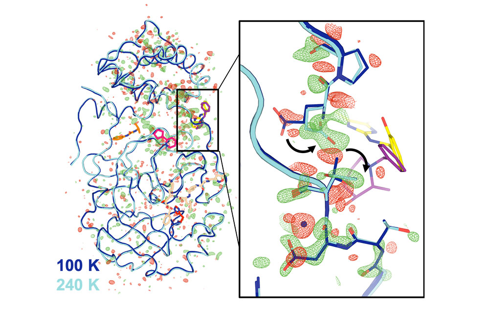 Illustration of main protease