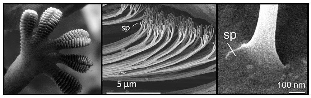 Micrographs