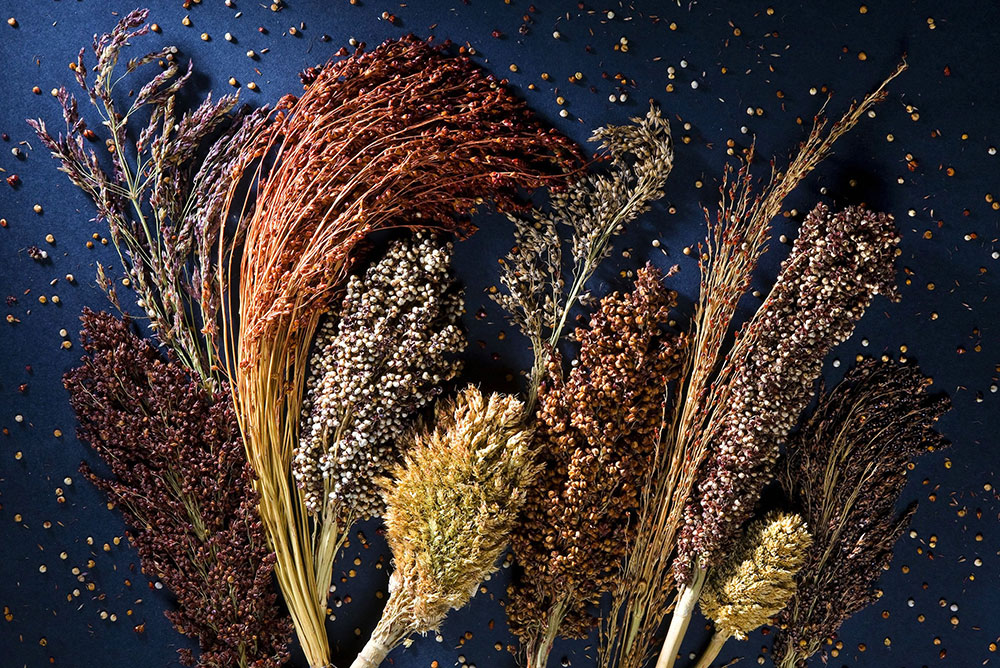 Photo of sorghum on dark blue background