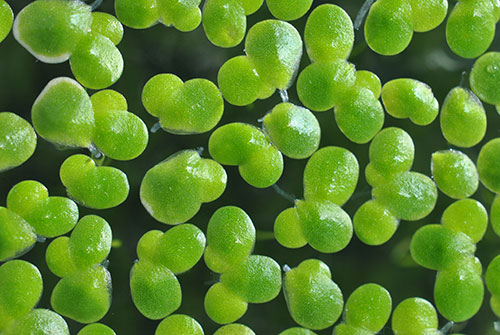 Microscope image of green duckweed