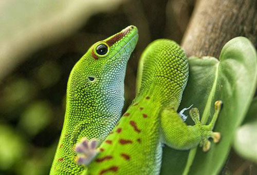 Photo of green geckos